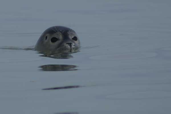 Zeehonden in de Westerschelde.