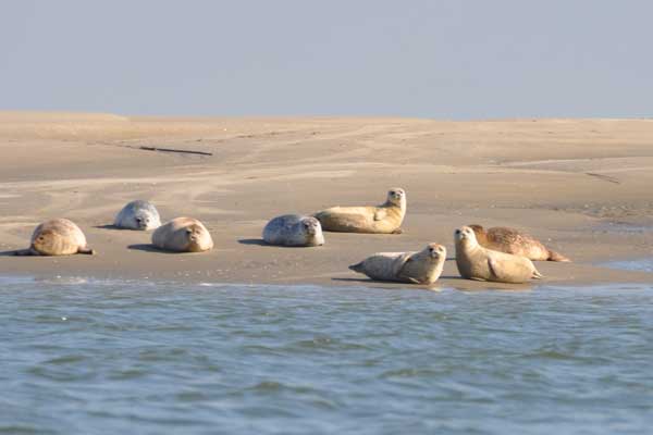 Zeehonden in de Westerschelde.