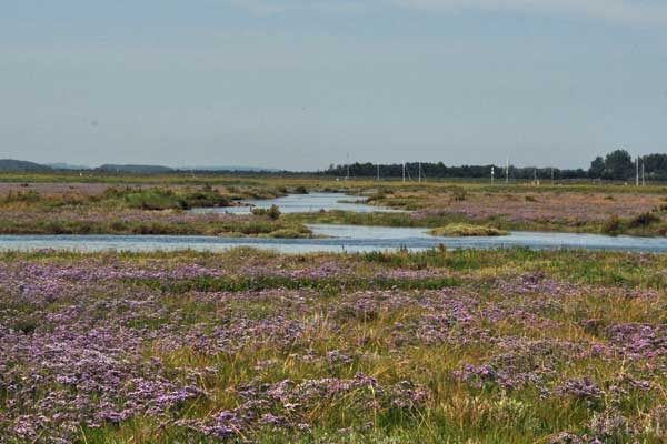 Schorren bij Wells-next-the-Sea