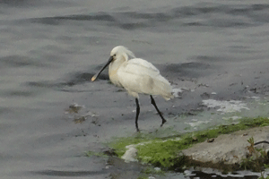 Lepelaar in de Grevelingen.