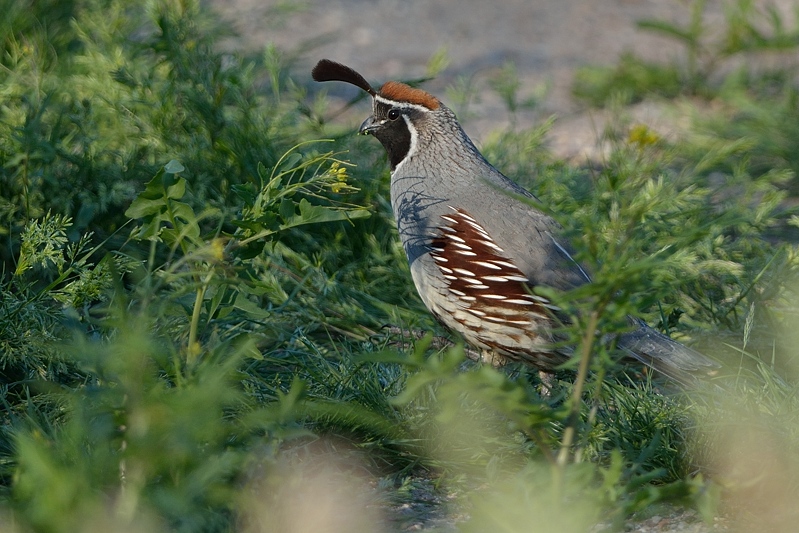 Gambel's Quail