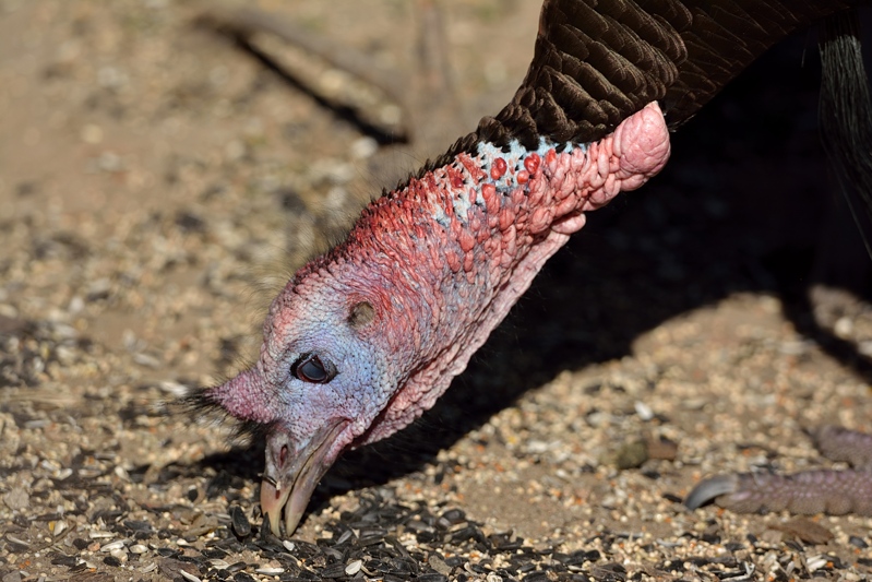 Wild Turkey