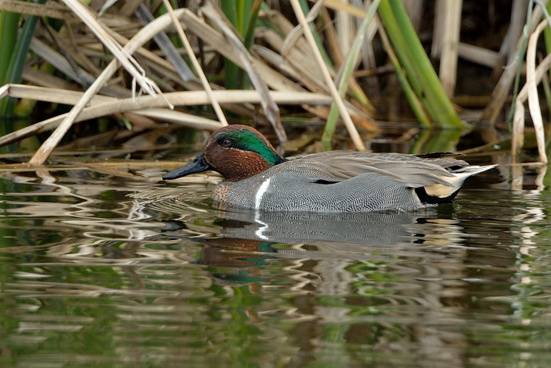 Green-winged Teal