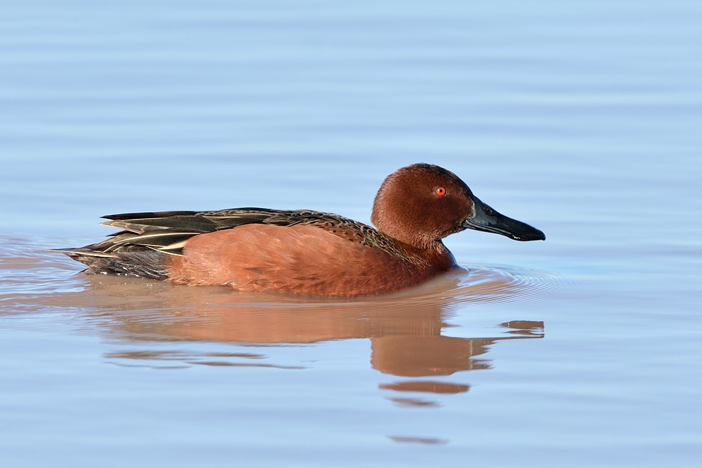 Cinnamon Teal