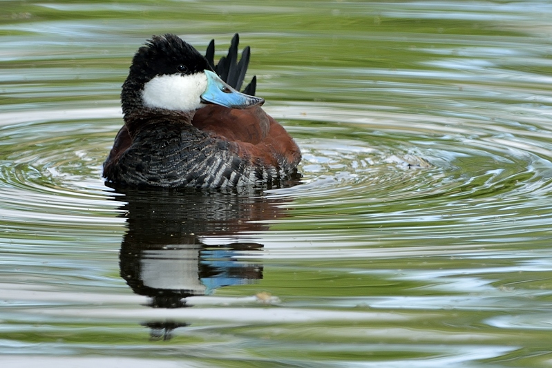 Ruddy Duck