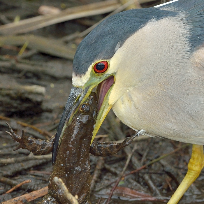 Black-crowned Night Heron