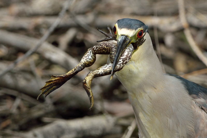 Black-crowned Night Heron