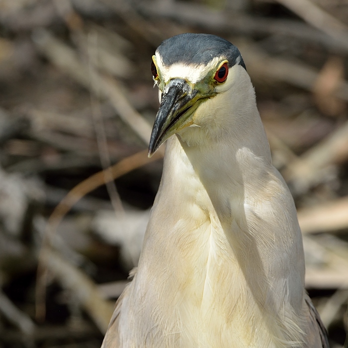 Black-crowned Night Heron