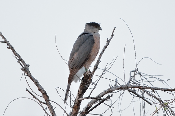 Cooper's Hawk