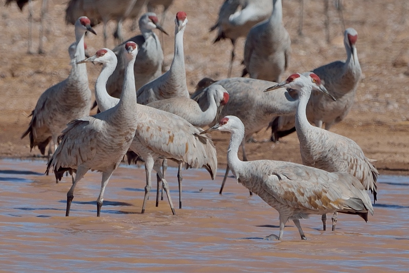 Sandhill Crane