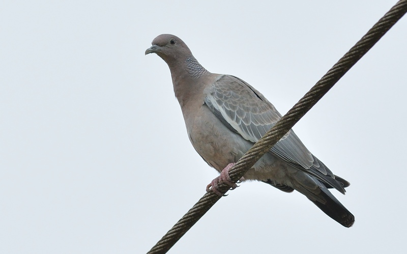 picazuro pigeon (Picazuroduif)