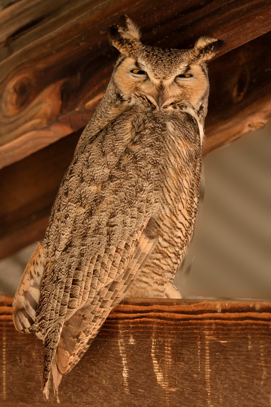 Great Horned Owl