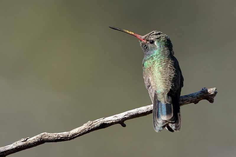 Broad-billed Hummingbird