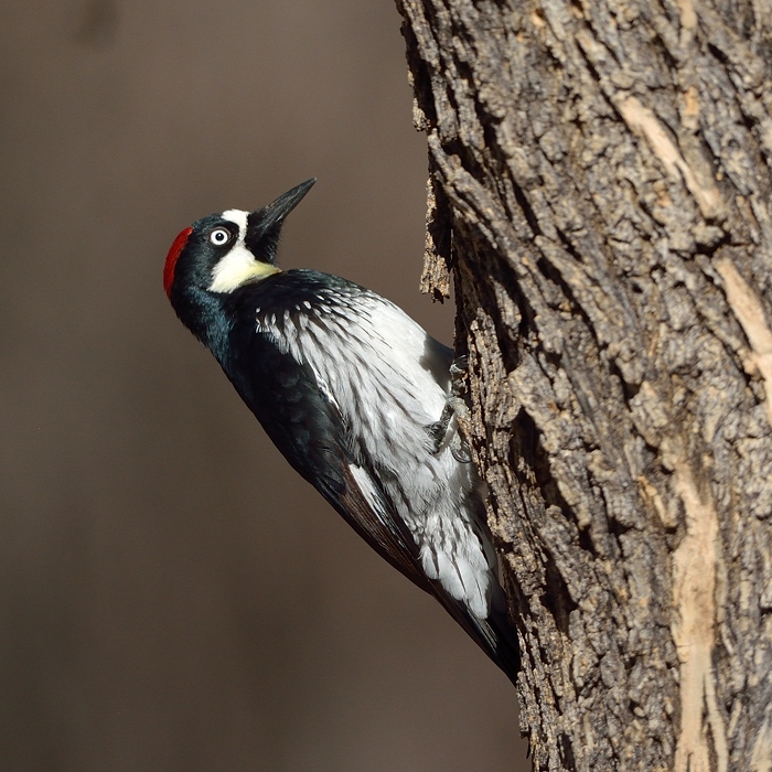 Acorn Woodpecker