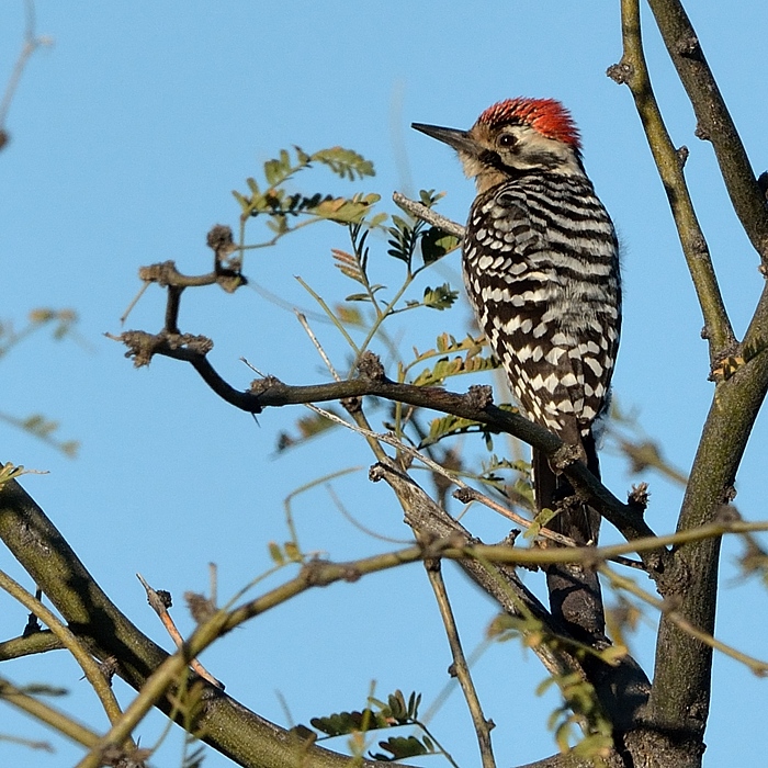 Ladder-backed Woodpecker