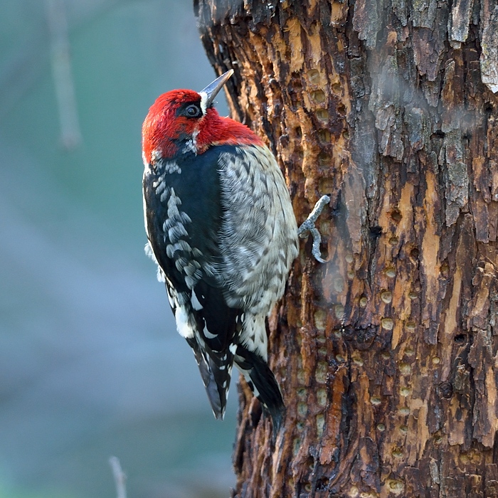 Red-breasted Sapsucker