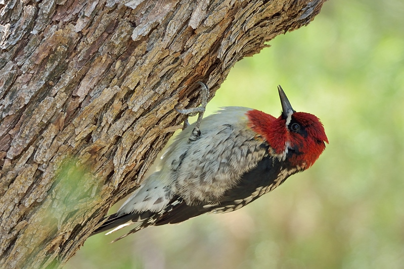 Red-breasted Sapsucker