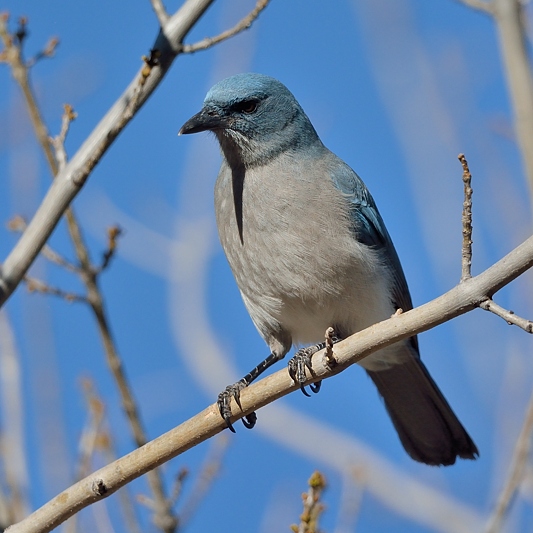 Mexican Jay