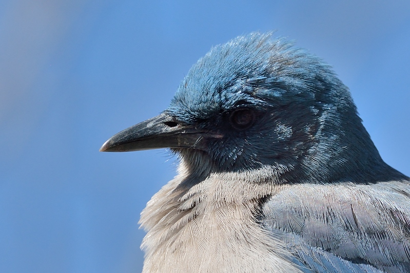 Mexican Jay