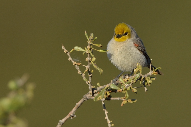 Verdin