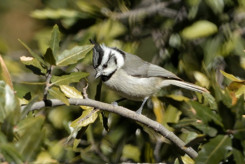 Bridled Titmouse