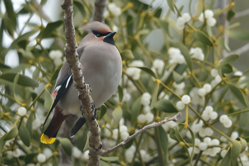 Pestvogel