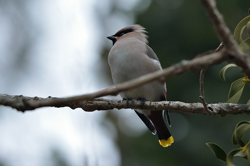 Pestvogel