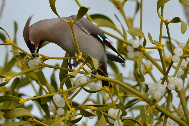 Pestvogel