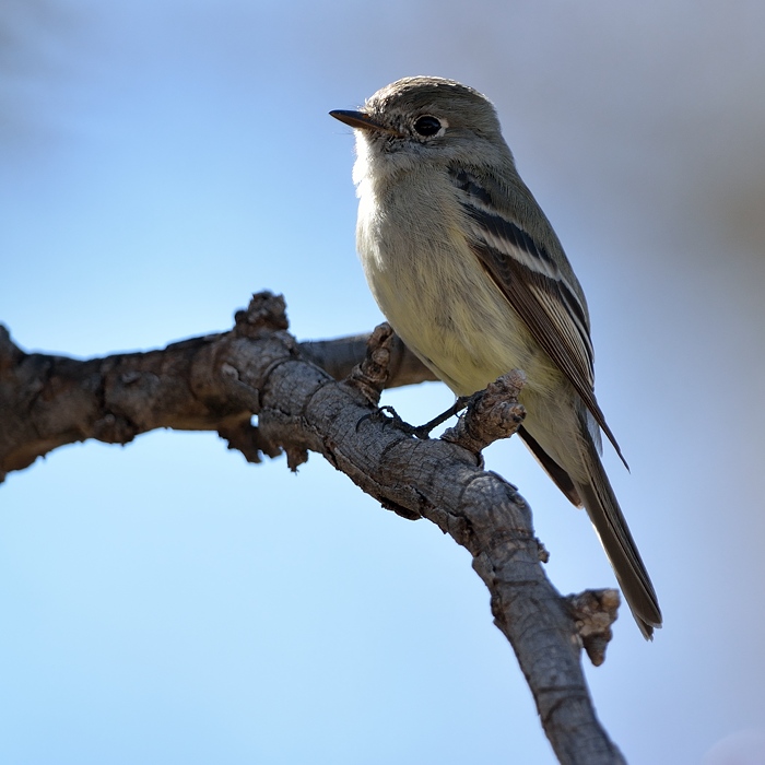 Hammond's Flycatcher