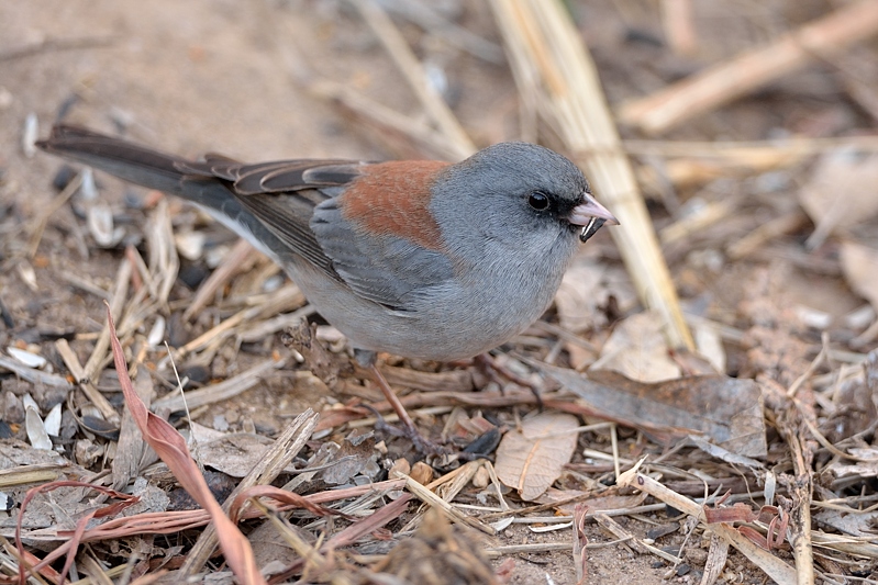 gray-headed junco