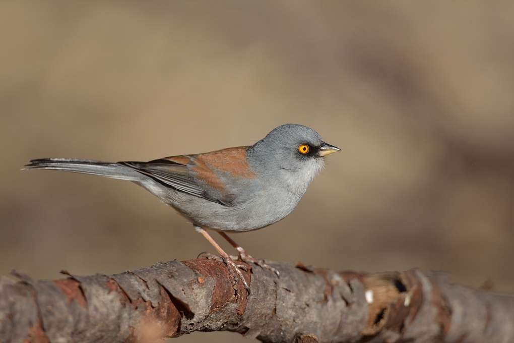 yellow-eyed junco