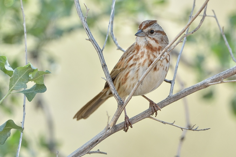 Song sparrow