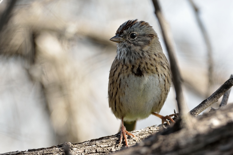 Song Sparrow