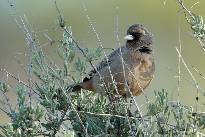 Abert's Towhee