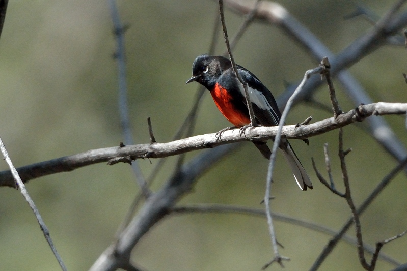 Painted Whitestart