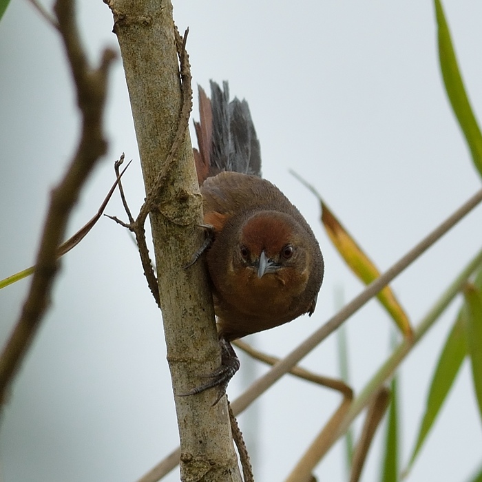 Orange-brested thornbird (Oranjeborststekelkruin)