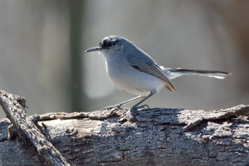 Black-capped Gnatcatcher