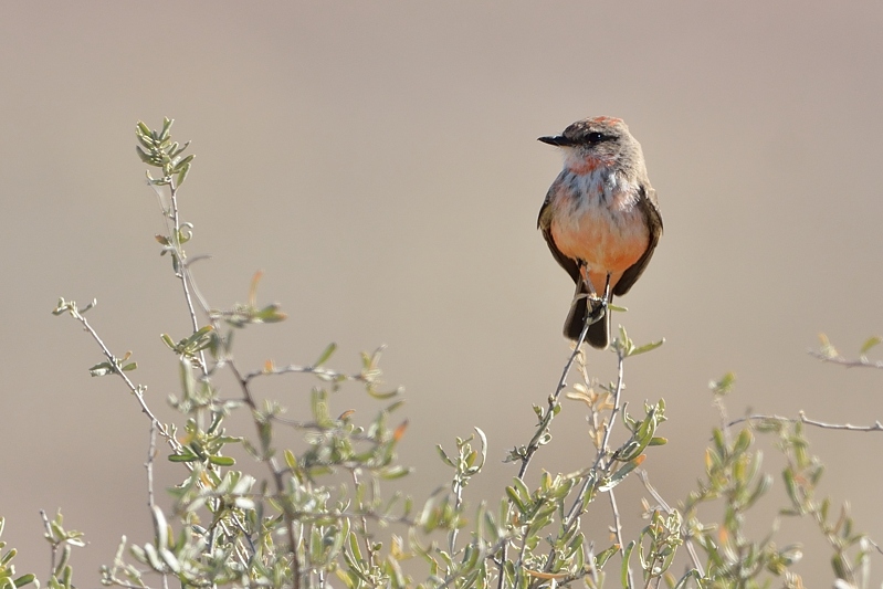 Vermilion Flycatcher