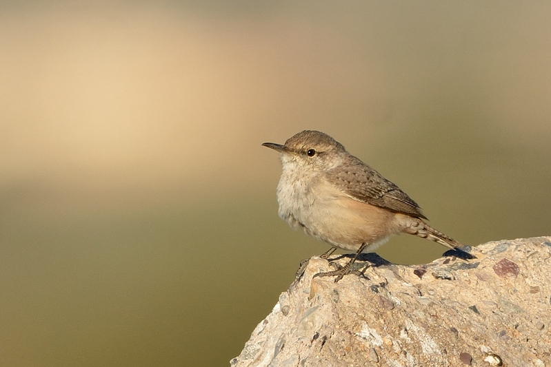 Rock Wren