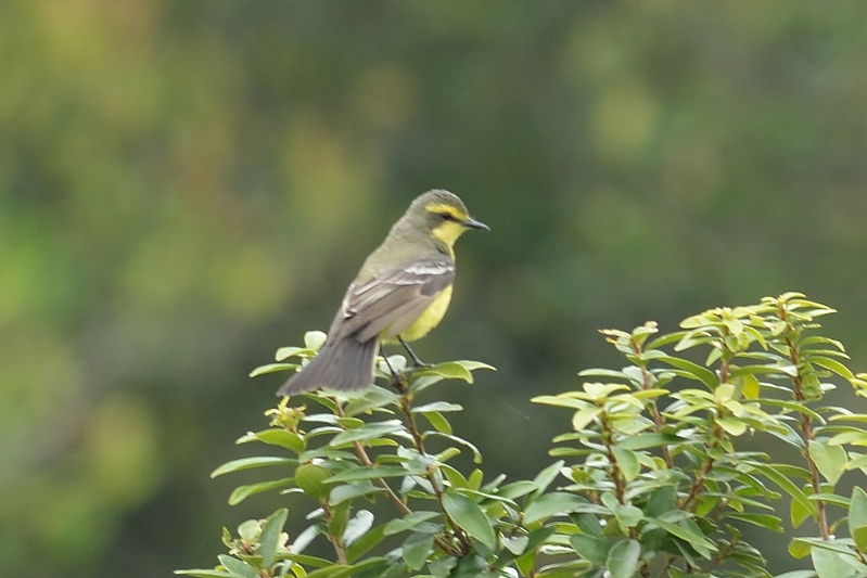 Yellow-browed tyrant (Geelbrauwtiran)