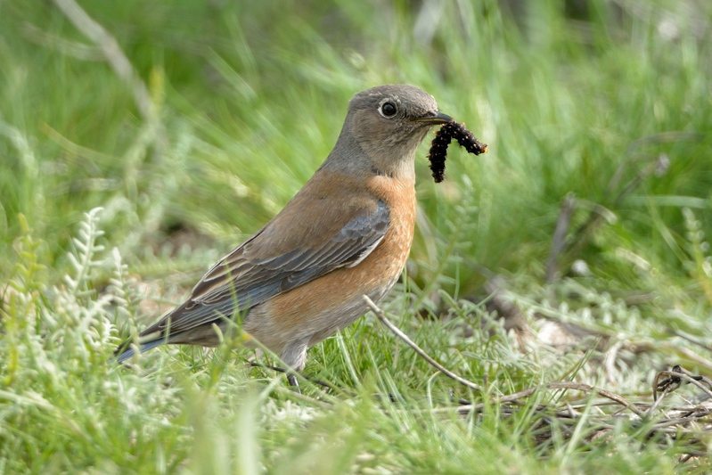 Western Bleubird