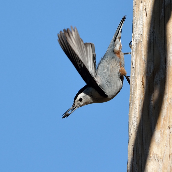 White-Breasted Nuthatch