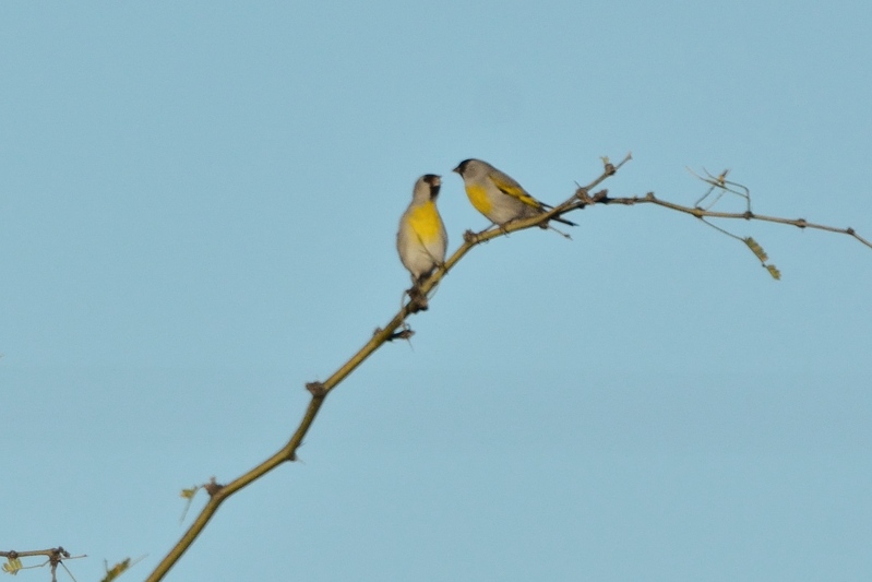 Lawrence's Goldfinch