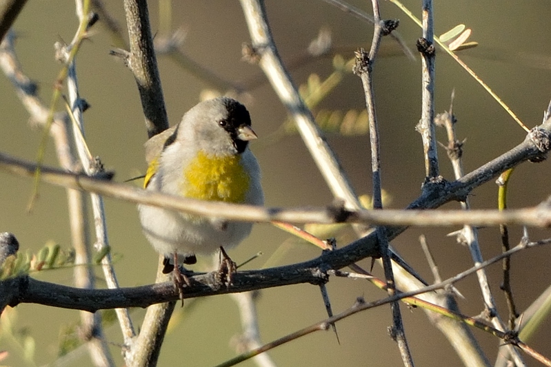 Lawrence's Goldfinch