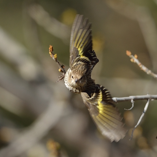 Pine Siskin