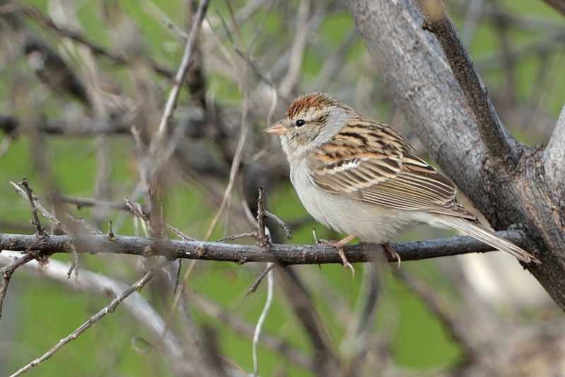 Chipping Sparrow