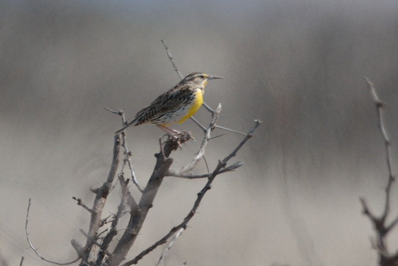 Western Meadowlark