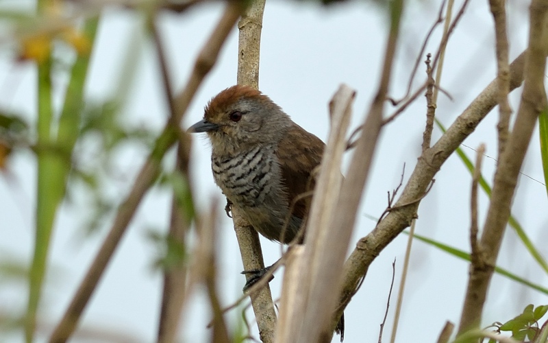Rufous-capped antshrike (Roodkapmierklauwier)