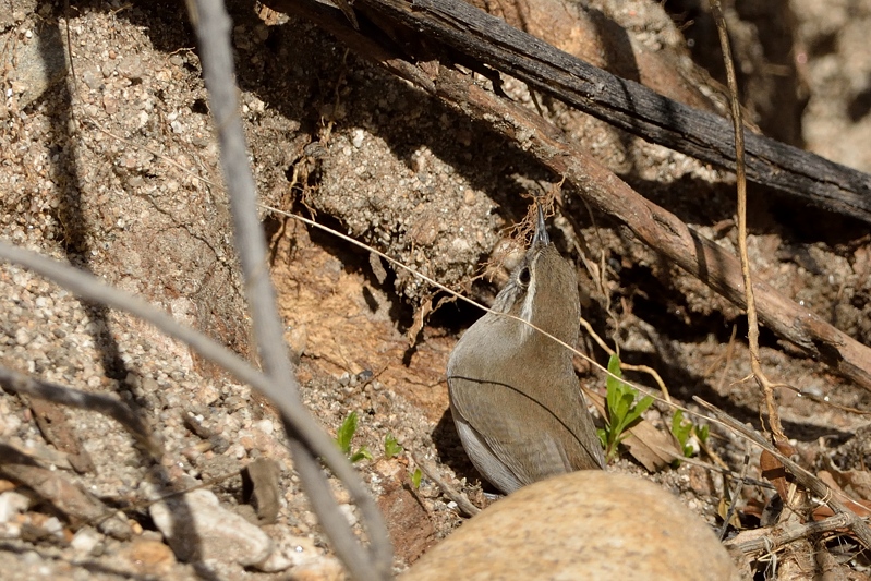 Bewick's Wren