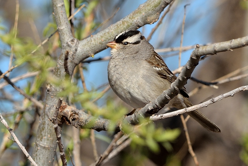 White-crowned Sparrow